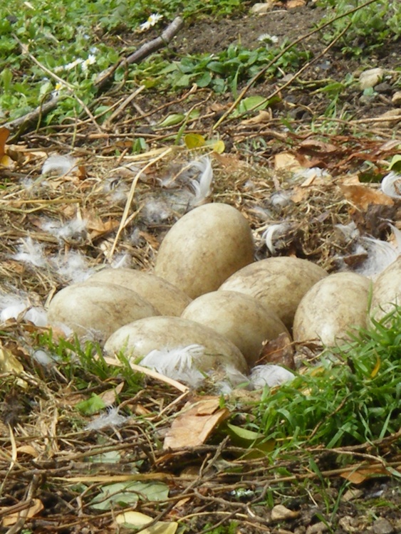 Seven Swan Eggs at Saul