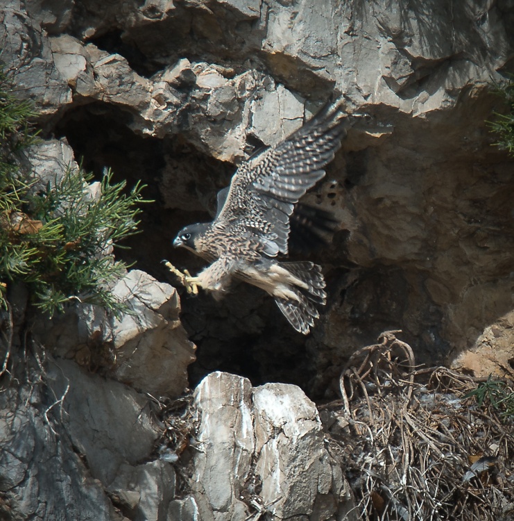 Off the Ground, Tidenham.