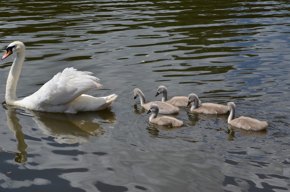 Follow mother. Three sisters lake, Bryn Nr Wigan