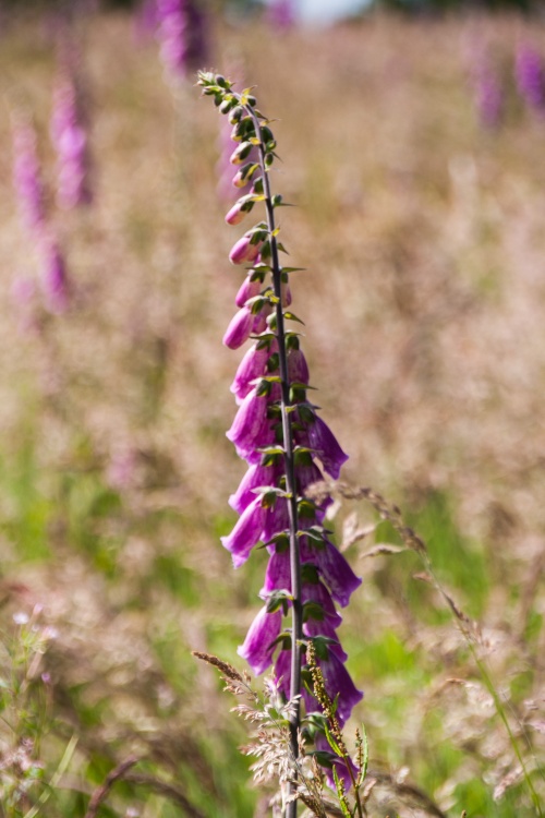 Hillside of Foxgloves (close up 1)
