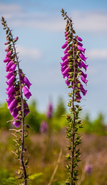 Hillside of Foxgloves (close up 2)