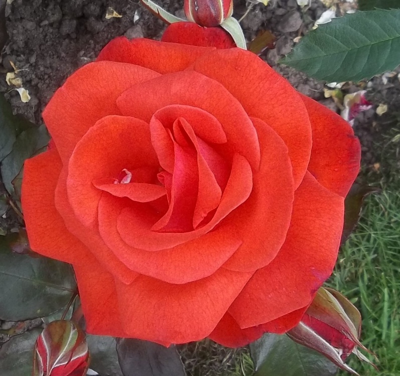 Photograph of Another new red rose also flowering for the first time