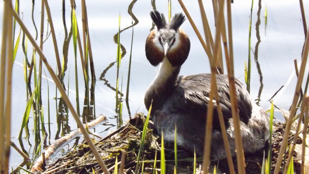 Photograph of Nesting Grebe at Doncaster Lakeside