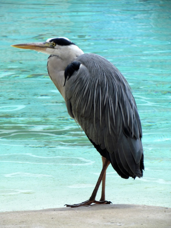 On the side of the penguin pool waiting for some fish