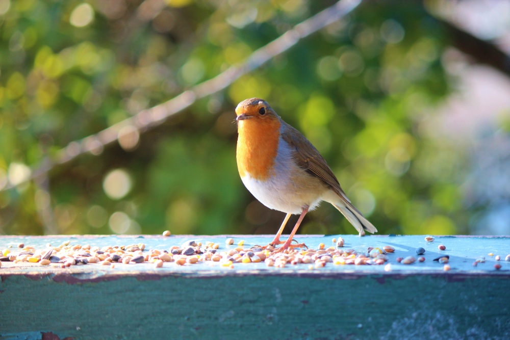 Robin red breast