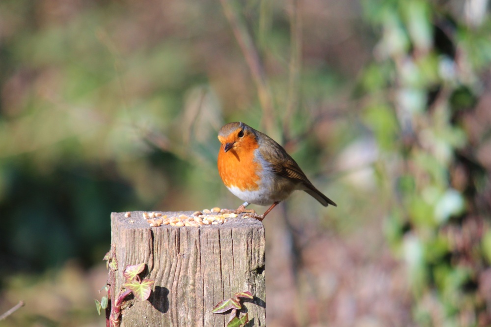 Robin photo by Graham John Willetts