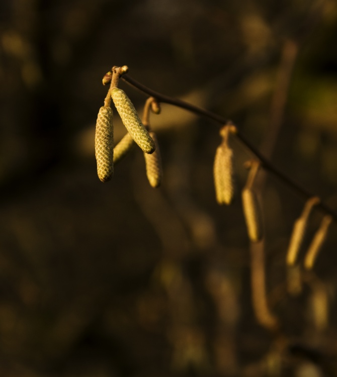 Catkins near Grasmere