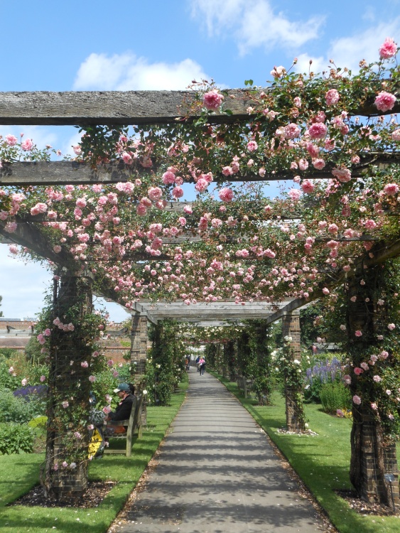 Rose Pergola, kew Gardens