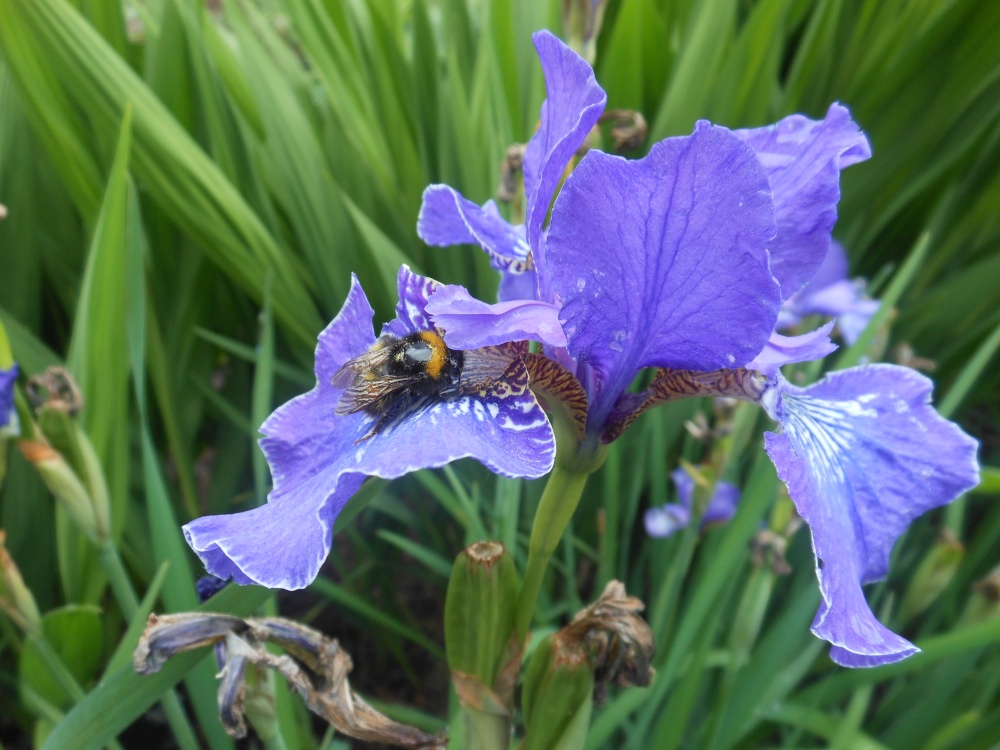Iris, Kew Gardens