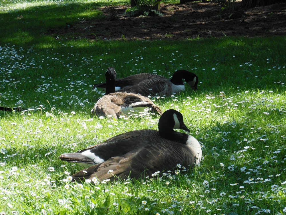 Geese, Kew gardens