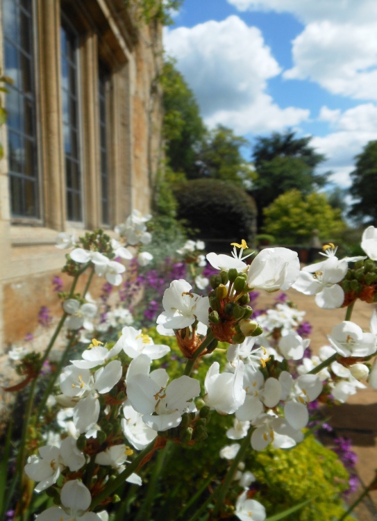 Flowers, Coton Manor Garden