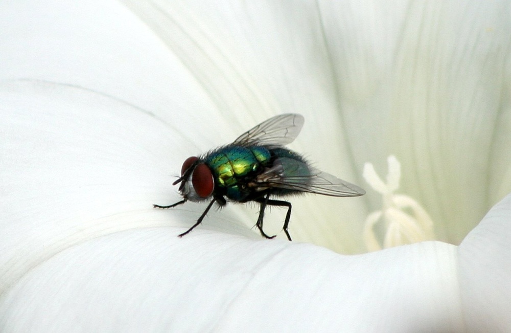 a fly, coteford infant school nature area