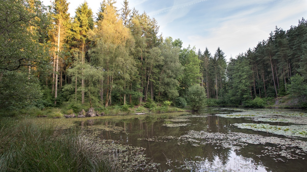 Carp Pond, Brierley.