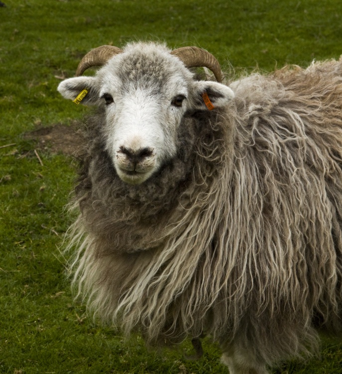 Herdwick mother