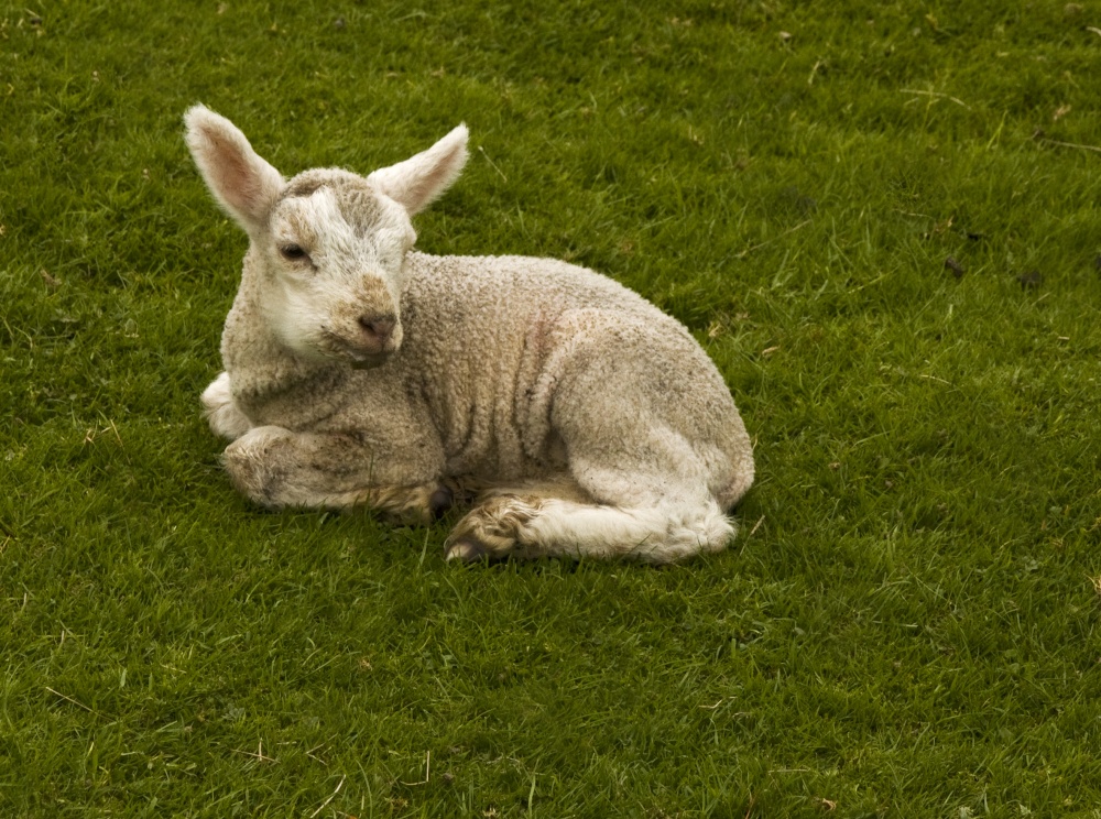 Herdwick lamb
