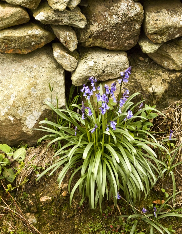 Bluebells