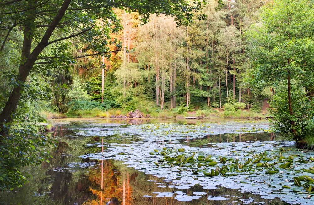 Waterloo Screens Pond, Brierley.
