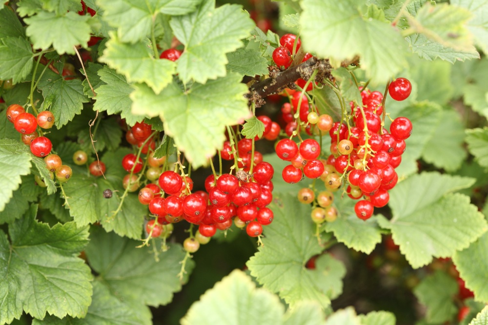 Red Currants in the Gardens at Greys Court