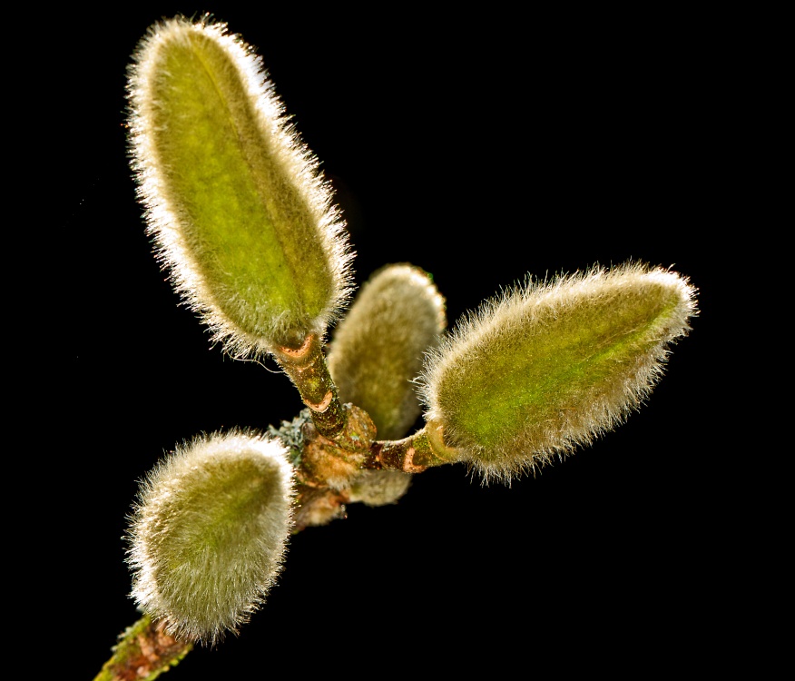 Magnolia stellata buds.