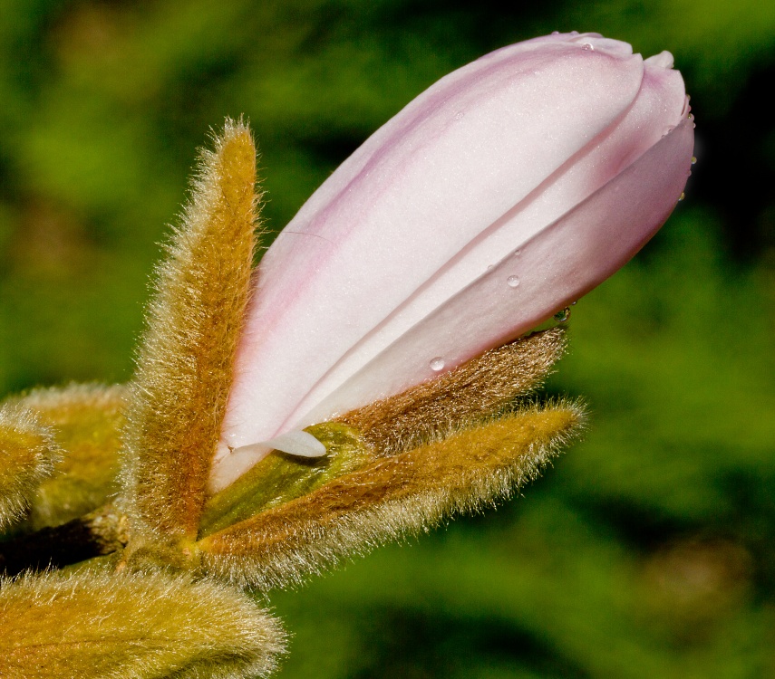 Magnolia stellata bud starting to open