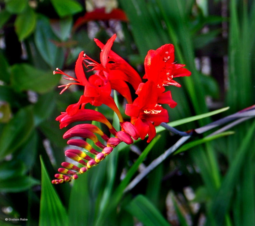 A Dorset Garden, Shillingstone.