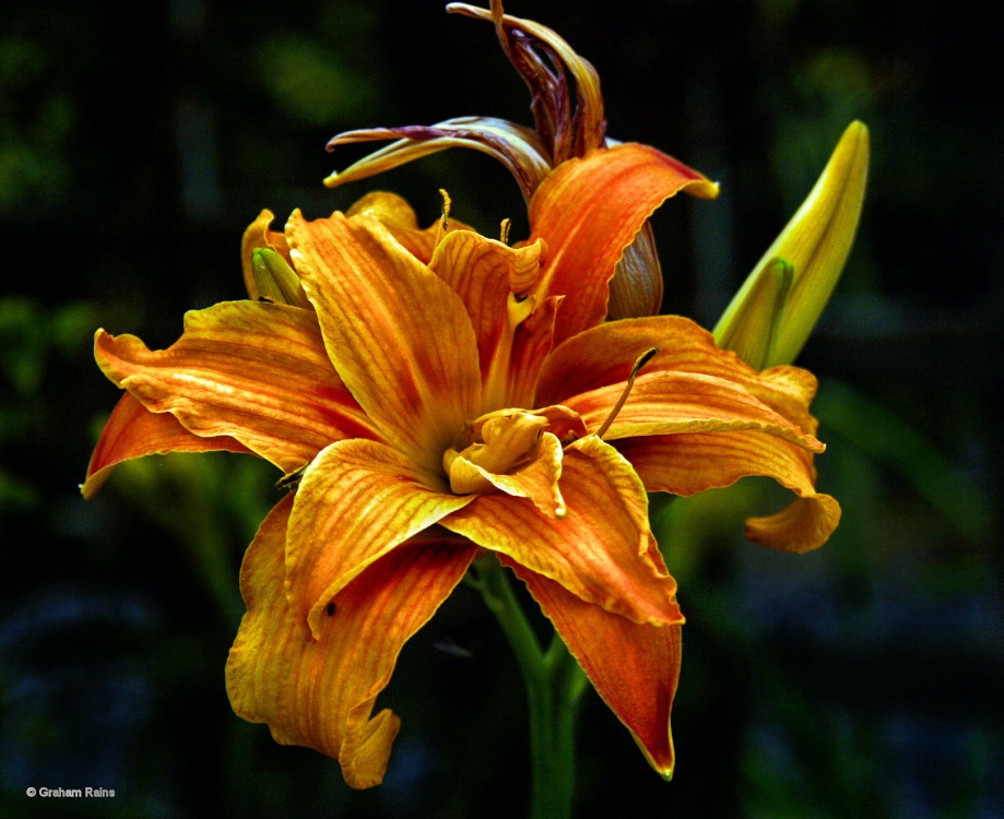 A Dorset Garden, Shillingstone.