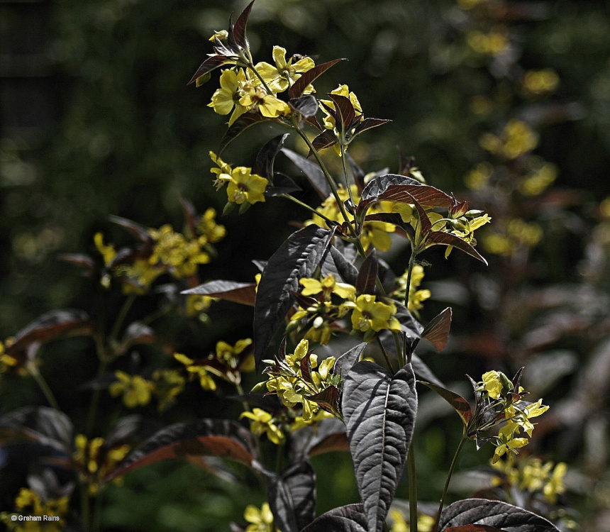 A Dorset Garden, Shillingstone.