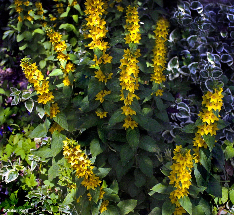 A Dorset Garden, Shillingstone.