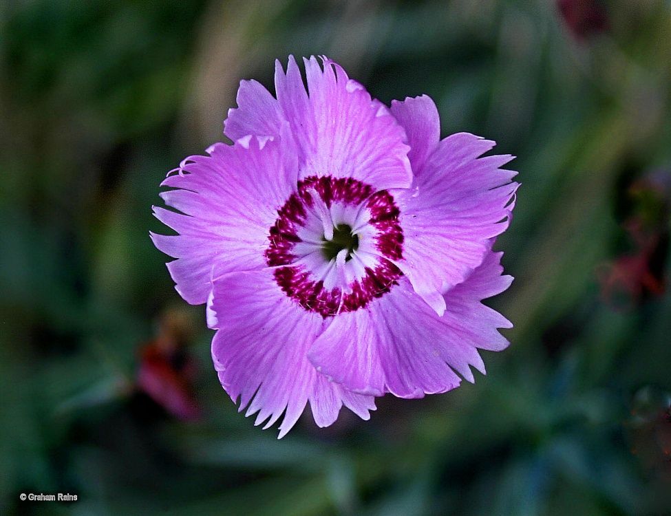 A Dorset Garden, Shillingstone.