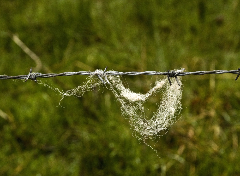 Barbed Wool 2
