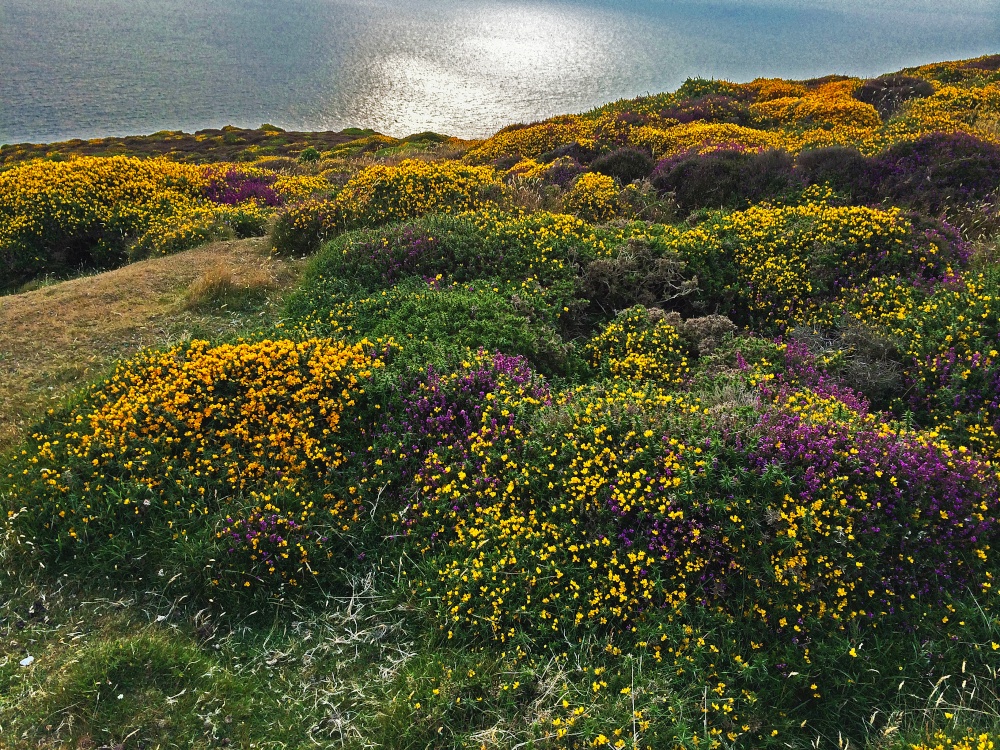 Wildflowers on Mynydd Mawr near Aberdaron