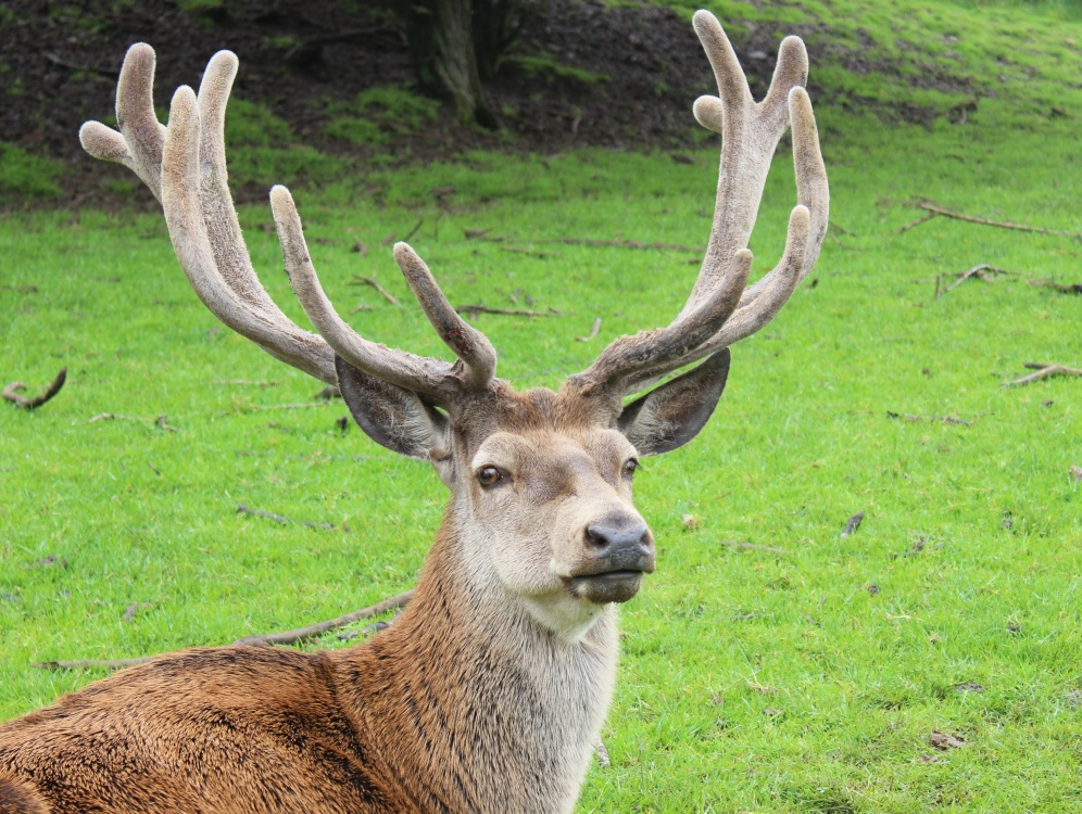 Photograph of Deer