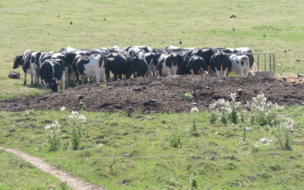 Come On Girls- We Have Got to Stick Together