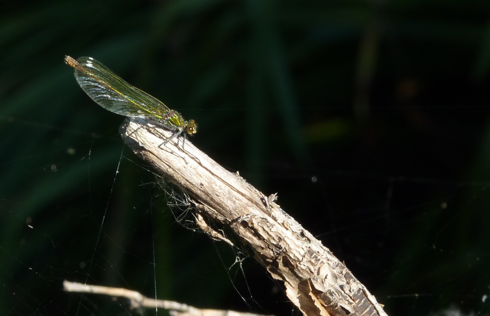 Landing Pad- Naturally