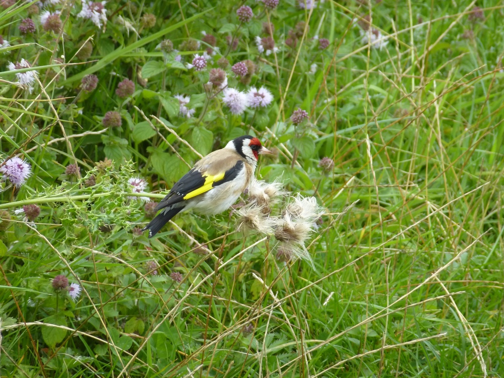 Monastic Goldfinch