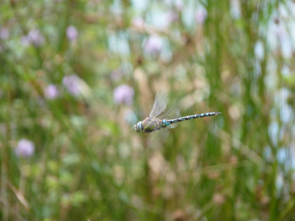 Bookham Common Resident