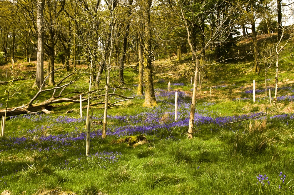 Skellghyll Woods, Ambleside