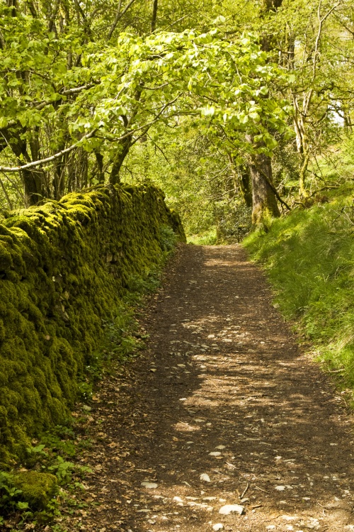 Skelghyll Woods Ambleside