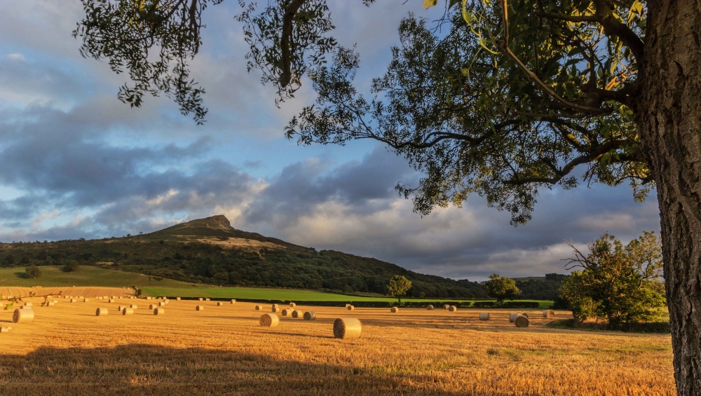 Topping Tree, Newton Under Roseberry photo by Keith Sayer