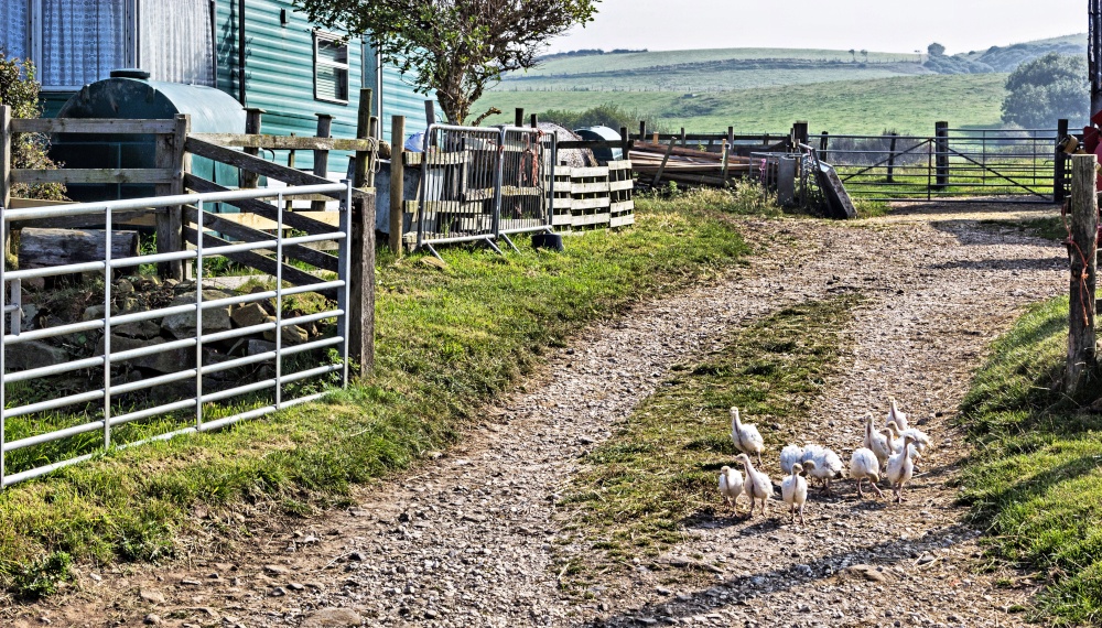 Photograph of Heading For Freedom, Kettleness
