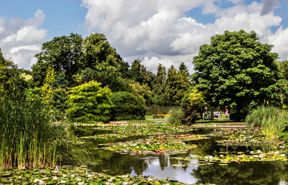 Lakes and Lilies Burnby Hall
