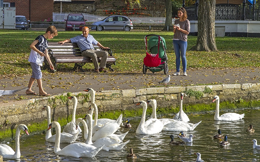 Feeding swans at Christchurch Quay