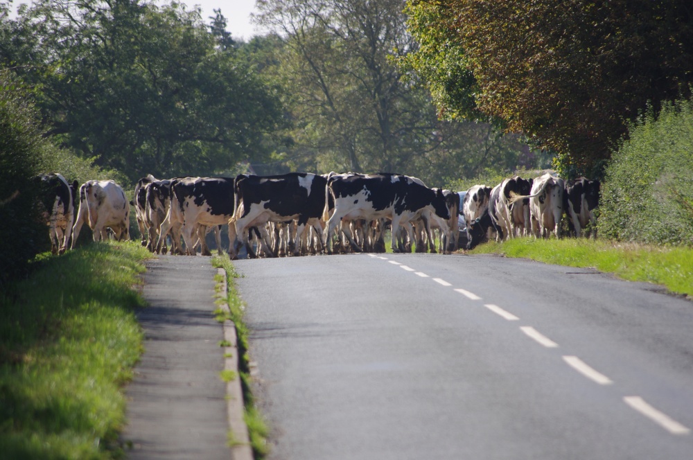 Photograph of Cattle being moved from field to field at Hessay, North Yorkshire