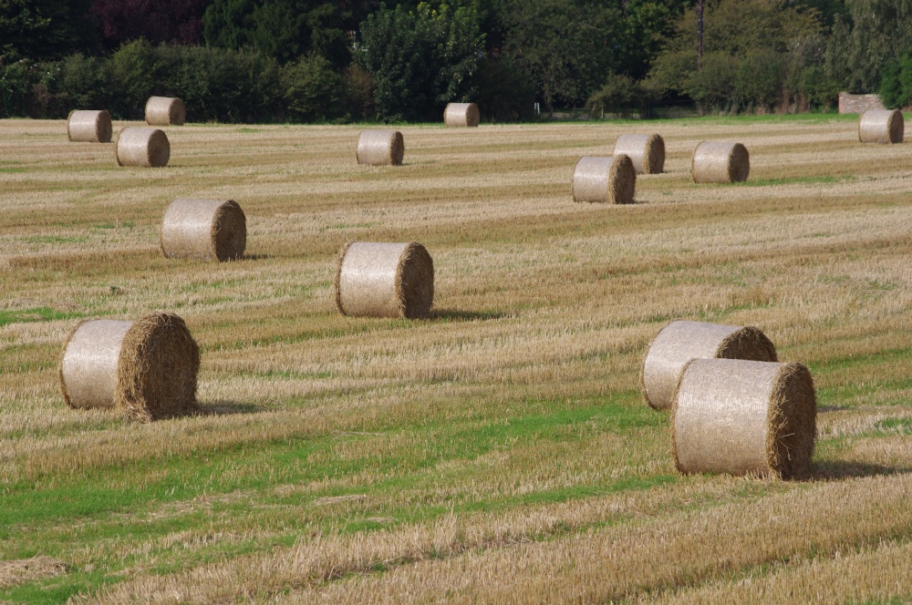 After the harvest - hay bales at Upper Poppleton, North Yorkshire