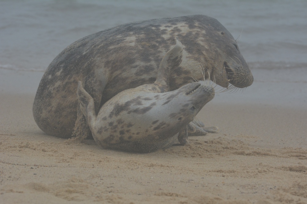 Seals on Horsey beach
