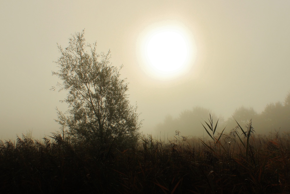 misty phoenix park, thurnscoe