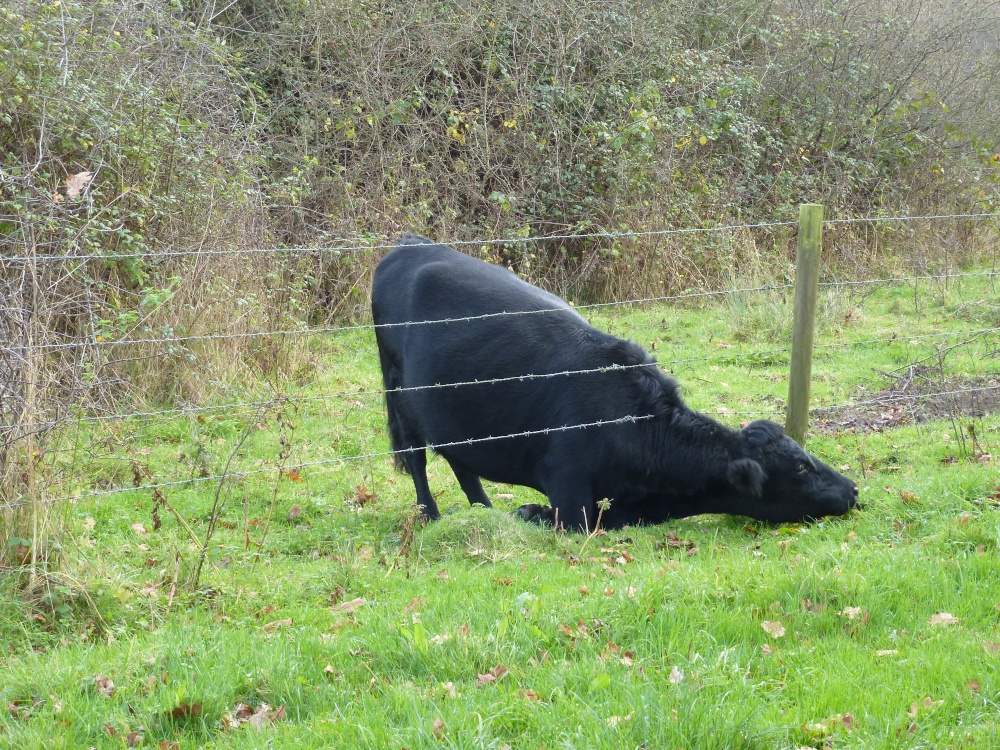 The Grass is Always Greener !!