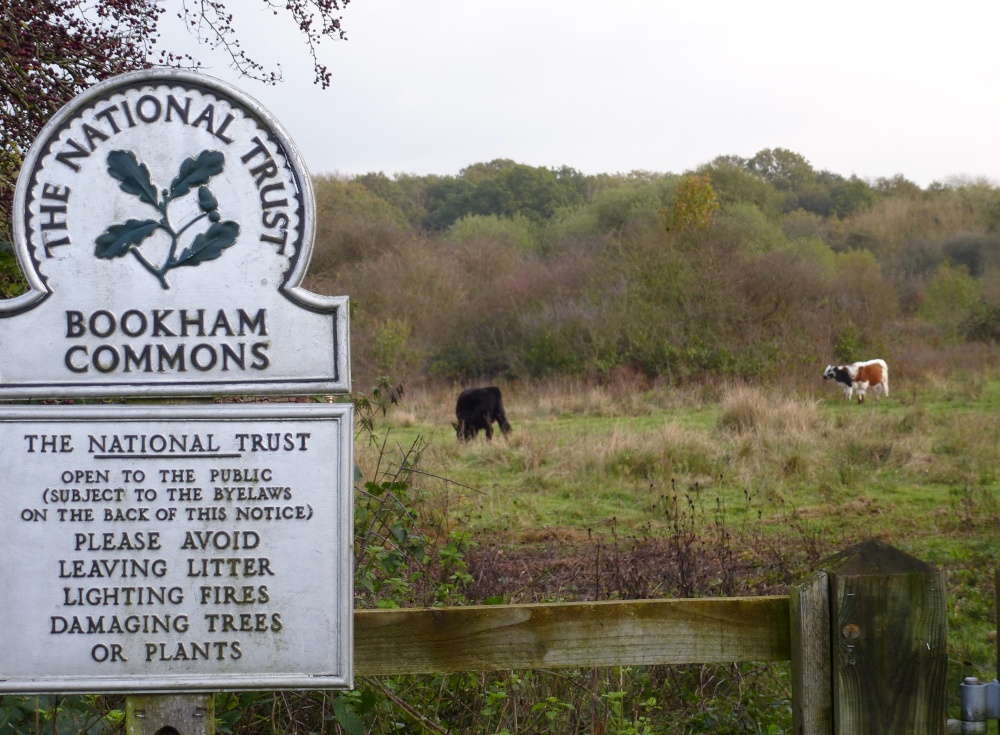 Bookham Common