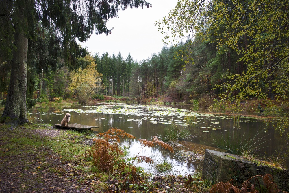 Sit and Stay, Brierley.