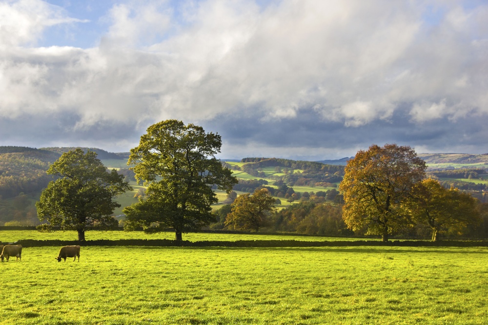 Autumn Colours on the Chatsworth Estate 4